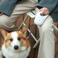 Dog luminous leash automatic retractable dog chain
